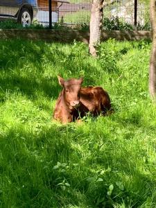 Gallery image of Casa din livada in Borşa