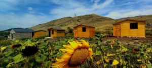 a sunflower in a field in front of houses at Eco Aura (rest zone / Sevan / Отдых) in Areguni