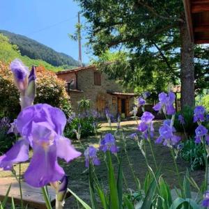 - un bouquet de fleurs violettes dans un jardin dans l'établissement La Capannina, à Loro Ciuffenna