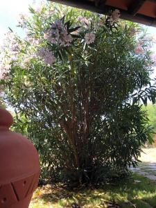 un arbusto con flores rosas en un patio en Villetta Reparata en Santa Teresa Gallura