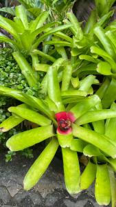 a close up of a green plant with a red flower at Sean Sabai Home e Ristobar in Taling Ngam Beach