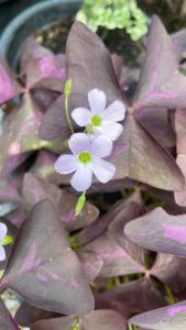 un grupo de plantas púrpuras con flores blancas en Sean Sabai Home e Ristobar, en Taling Ngam