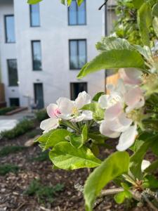 Vonkajšia záhrada v ubytovaní Executive Apartments Taborska