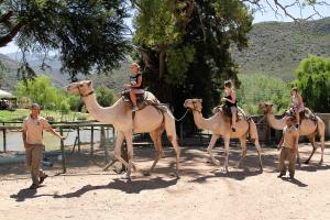 Eine Gruppe von Menschen, die auf Kamelen reiten in der Unterkunft Wilgewandel Holiday Farm & Day Restaurant in Oudtshoorn