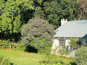 una pequeña casa blanca con un árbol con flores púrpuras en Yellowwoods Farm - POOL COTTAGE (self-catering), en Curryʼs Post