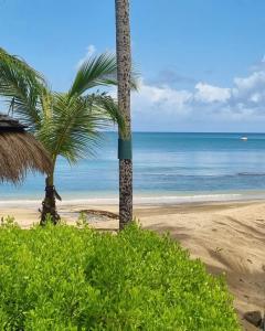 a beach with two palm trees and the ocean at Delightful 4bed modern villa with WiFI in Gros Islet