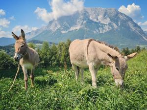 two donkeys grazing in a field with a mountain at Lutzmannhof in Irdning