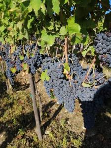 Kép Agriturismo Torre Gialluise szállásáról Gesualdóban a galériában