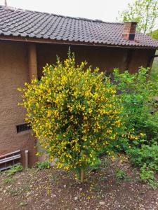 un albero con fiori gialli di fronte a un edificio di Casa di vacanza in Capriasca ( Lugano ) a Bidogno