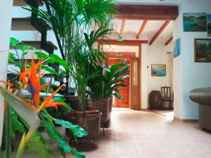 a hallway with a bunch of plants at Can Perles a beautiful house perfect for relaxing in Tárbena