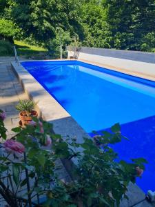 una piscina azul con una planta al lado en Haus am Wald en Eltmann