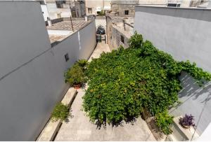 an overhead view of plants on the side of a building at Corte Tredomus in Cannole