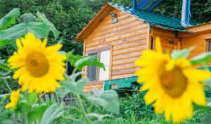 eine Holzhütte mit Sonnenblumen davor in der Unterkunft Kanach tun in Yenokavan