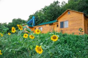 eine Hütte mit einem Sonnenblumenfeld davor in der Unterkunft Kanach tun in Yenokavan