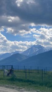 Eine Kuh auf einem Feld mit Bergen im Hintergrund in der Unterkunft Tatranec in Lendak + 3 Fotos