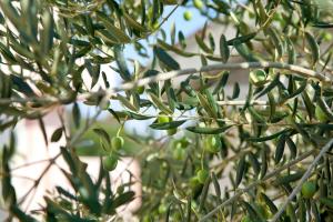 Gallery image of Apartments with a parking space Novalja, Pag - 9342 in Novalja