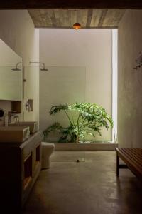 a bathroom with a toilet and a plant in a window at Casa Carmen Morelos in Oaxaca City