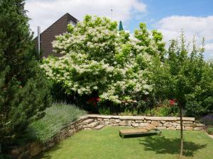 a garden with a bench and a tree with white flowers at Ferienwohnung Timm in Tübingen