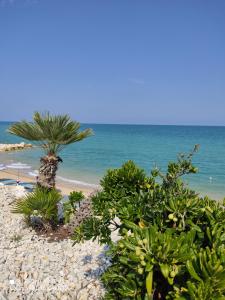 una spiaggia con una palma e l'oceano di Appartamento Jet a Porto Recanati