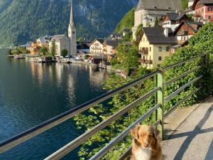 un cane seduto su una ringhiera accanto a un corpo d'acqua di Pension Cafe zum Mühlbach a Hallstatt