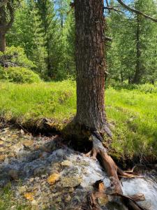 Ein Baum mitten im Wald in der Unterkunft Ferienhof Mairulrich in Martell