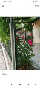 Zahrada ubytování Kolhida home