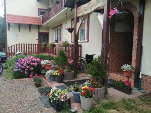 a bunch of flowers in pots outside of a house at Jasionka in Ustrzyki Dolne
