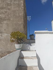 a plant in a pot on the side of a building at Fichi d india in Cellino San Marco