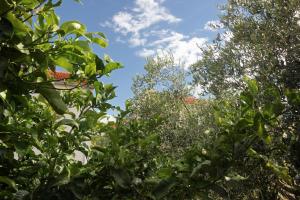 Vonkajšia záhrada v ubytovaní Holiday house with a parking space Orebic, Peljesac - 9482