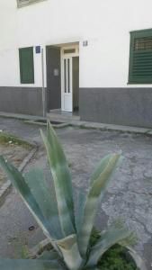 a green plant in front of a building at Apartments with a parking space Split - 11726 in Split