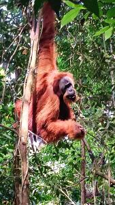 un oso marrón trepa en un árbol en On The Rocks Bungalows, Restaurant and Jungle Trekking Tours, en Bukit Lawang