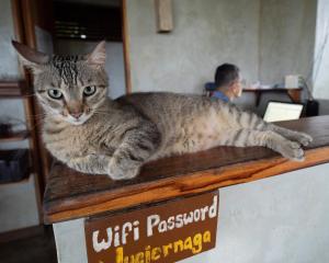 un gato sobre un mostrador en Hotel Finca Maresia en Drake
