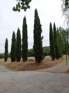 Vonkajšia záhrada v ubytovaní I Salici Agriturismo