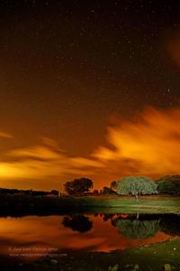 eine sternenklare Nacht mit einem Baum und einem See in der Unterkunft Bungalows Camping Parque Nacional de Monfragüe in Malpartida de Plasencia