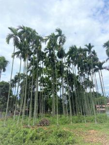 a group of palm trees in a field at Bhuman Homestay in Siliguri
