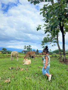 Bhuman Homestay في سيليغري: فتاة صغيرة جالسة على العشب وتطل على الأبقار