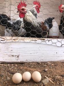 un grupo de pollos y huevos en un golpe de gallinas en Balcón del amanecer fuerteventura en El Charco