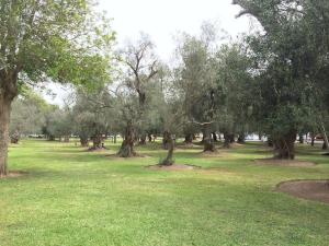 a group of trees in a park with green grass at Amplio, bonito, clásico Departamento en San Isidro in Lima