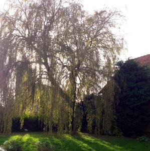 eine weinende Weide auf einem Grasfeld in der Unterkunft Au repos du roi in Maisoncelle