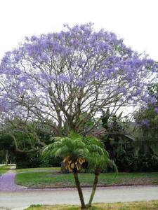 a tree with purple flowers on it in a yard at 1620 - 5-Room Apt. with Pool & Gardens , Near Downtown in St Petersburg