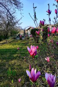 un grupo de flores rosas en la hierba en Al Picchio Verde A.P.S., en Cunardo