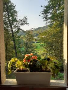 una maceta sentada en una ventana con vistas en Al Picchio Verde A.P.S., en Cunardo