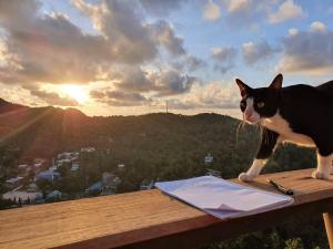 O animal ou animais de estimação com os hóspedes em Deishaview Jungle Hostel