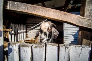 Állatok a vidéki vendégházban vagy a közelben