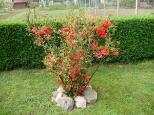 un pequeño arbusto de flores rojas en una roca en Rooms with a parking space Knezevi Vinogradi, Baranja - 15024, en Kneževi Vinogradi