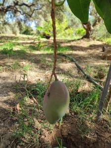 a green fruit hanging from a tree branch at Anatolika Stamatis Paradise in Dhémbla