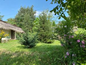 un cortile con una casa e dei fiori di Екосадиба Лісова Казка a Dmitrenki