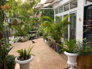 a cat sitting in the middle of a patio with plants at Puntakana Apartelle Spacious Apartment Panglao in Panglao