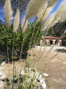 a field of tall grass with a house in the background at CASAS RURALES LA TOBICA in Yeste