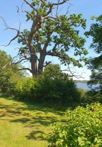 Fotografie z fotogalerie ubytování Skärva Herrgård v destinaci Karlskrona